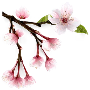 Cherry Blossom Flower Transparent PNG Ara PNG