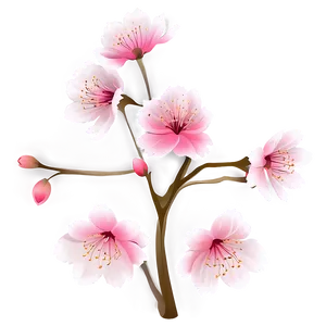 Cherry Blossom Flower Transparent PNG Mhm76 PNG