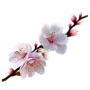 Cherry Blossom Frame Png 05252024 PNG image