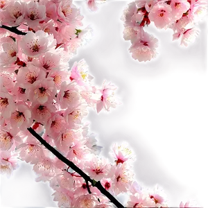 Cherry Blossom Garden Panorama PNG 05032024