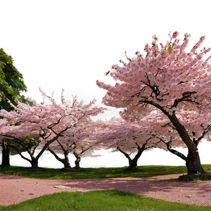 Cherry Blossom Garden Panorama Png Xdv30 PNG image