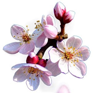 Cherry Blossom Icon PNG 18
