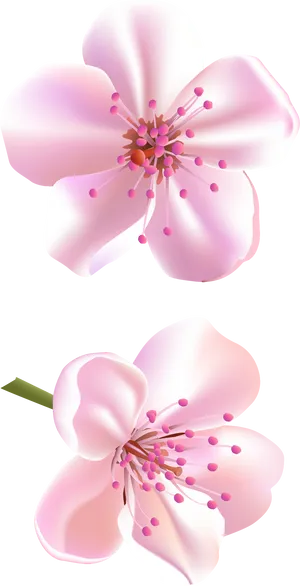 Cherry Blossom Illustration