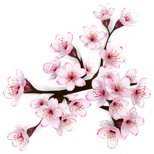 Cherry Blossom Illustration PNG Axr77 PNG