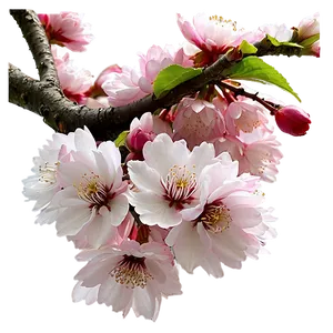 Cherry Blossom In Full Bloom PNG 90