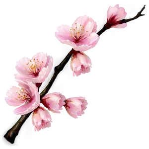 Cherry Blossom In Full Bloom Png Pgx PNG image