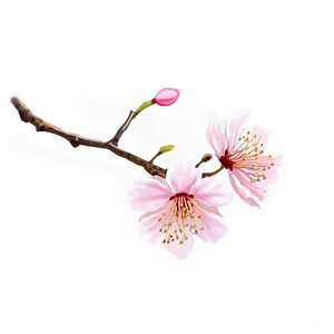 Cherry Blossom In Full Bloom PNG Wkm82