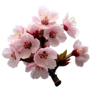 Cherry Blossom In Soft Focus PNG Emg81 PNG