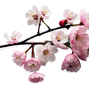 Cherry Blossom Infographic PNG Vxi99 PNG