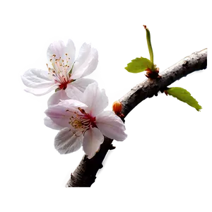 Cherry Blossom Night View PNG 23