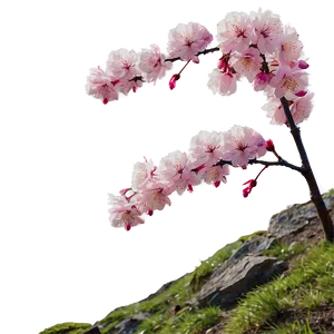 Cherry Blossom On Mountain Top PNG Cmd35