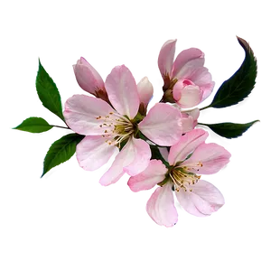 Cherry Blossom Outline PNG Dxn39 PNG
