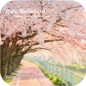 Cherry Blossom Pathway Poetic Meditations PNG image