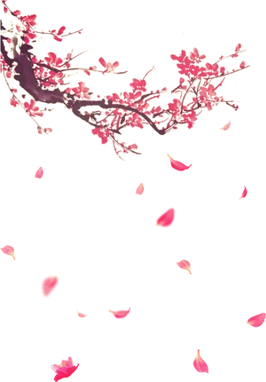 Cherry Blossom Petals Falling PNG image