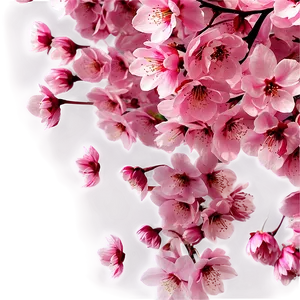 Cherry Blossom Petals Overlay PNG 05032024