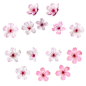 Cherry Blossom Petals Overlay Png 79 PNG image