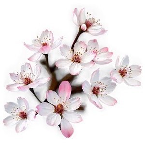 Cherry Blossom Petals Overlay PNG Nkx