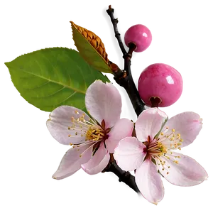 Cherry Blossom PNG 66