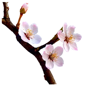 Cherry Blossom PNG Lua96