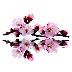 Cherry Blossom Reflection In Water PNG 05032024 PNG