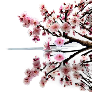 Cherry Blossom Reflection In Water PNG 05032024 PNG