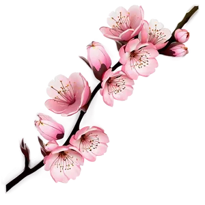 Cherry Blossom Spray PNG 06292024