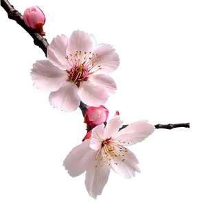 Cherry Blossom Spring Png Fbx PNG image