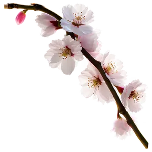 Cherry Blossom Timelapse Sequence PNG 22 PNG