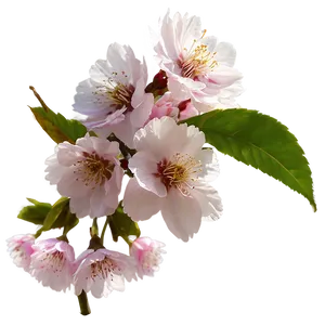 Cherry Blossom Timelapse Sequence PNG 50 PNG