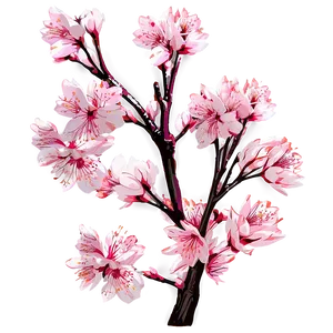 Cherry Blossom Timelapse Sequence PNG Coi PNG