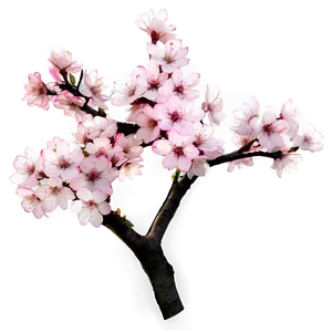 Cherry Blossom Tree Branch Png 15 PNG image