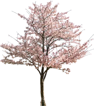Cherry Blossom Tree Full Bloom PNG image