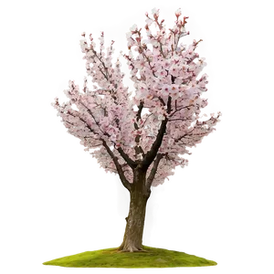 Cherry Blossom Tree Panorama PNG Bha66 PNG