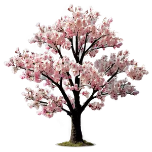 Cherry Blossom Tree PNG 06122024