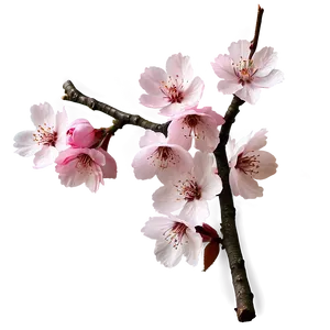 Cherry Blossom Wallpaper PNG 97 PNG