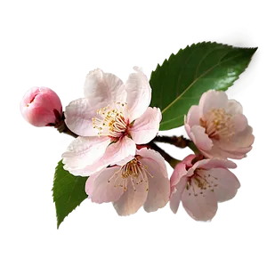 Cherry Blossom Wallpaper PNG Gsw15 PNG