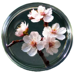 Cherry Blossom Water PNG Tfx