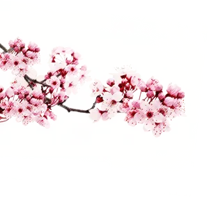 Cherry Blossom Watercolor Art PNG image