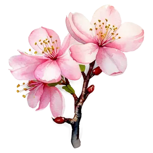 Cherry Blossom Watercolor Painting PNG 19