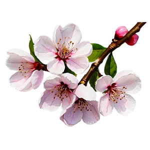 Cherry Blossom Watercolor Painting PNG Llj32