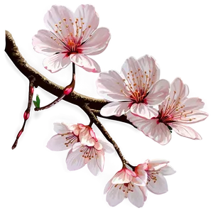 Cherry Blossom Wedding Theme PNG Erv