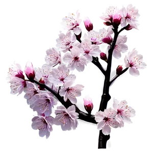 Cherry Blossom With Blue Sky PNG 05032024 PNG