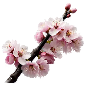 Cherry Blossom With Blue Sky Png Ida25 PNG image