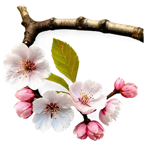 Cherry Blossom With Blue Sky PNG Pjn96 PNG