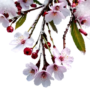 Cherry Blossom With Snow Caps PNG Tfm12 PNG