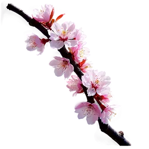 Cherry Blossom With Sun Flare PNG 05032024 PNG