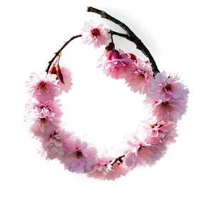 Cherry Blossom With Sun Flare PNG 05032024 PNG
