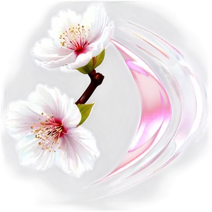 Cherry Blossom With Sun Flare PNG Phd90 PNG