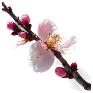 Cherry Blossom With Sun Flare Png Rhc89 PNG image