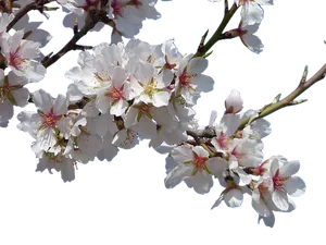 Cherry Blossoms Against Dark Background.jpg